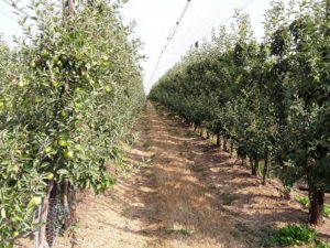 BioAg Apples at Boxford 1 - BioAg