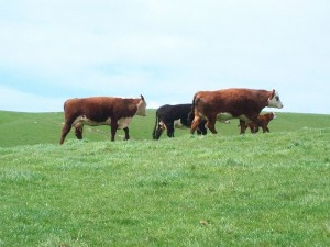 Stock grazing at Riverside Farm - BioAg